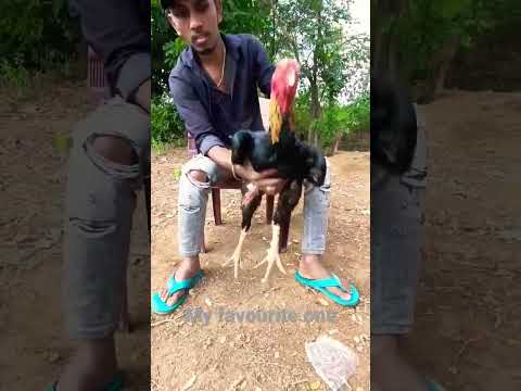 slm farms hyderabad#shorts#aseel#murga#ytshorts#viralshorts@suresh Kumar farms