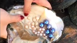 Real Pearls from Oyster | Taking out Pearls from Sea Shells | Opening Oyster Pearls