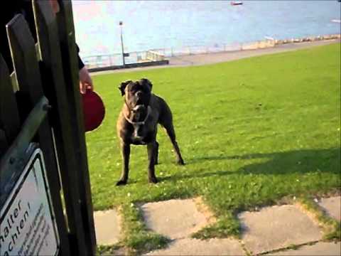 download lagu mp3 mp4 Dogo Argentino Bullmastiff Mix, download mp3 Dogo Argentino Bullmastiff Mix free download mp3, download mp3 Dogo Argentino Bullmastiff Mix