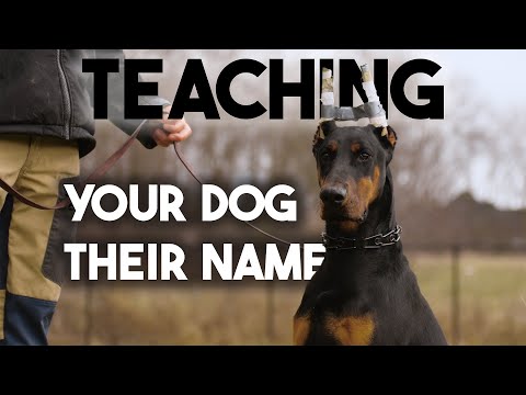 How to teach your dog his NAME or CHANGE his name!