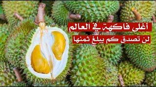 هذه هي اغلى فاكهة في العالم , لن تصدق كم يبلغ ثمنها .. ! هذه هي اغلى فاكهة في العالم , لن تصدق كم يبلغ ثمنها .. !