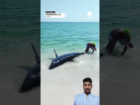 Beach ke bilkul paas SHARK! 😱🔥 Florida ka Dhamakaydaar Scene! 🦈🌊 #DaryaKeAsrar#shorts