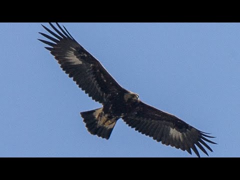 Top 50 curiozitati despre VULTURI