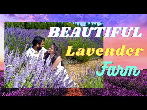 Lavender Valley Farm | Mt Hood | Lavender Farm in USA | Oregon | Telugu Vlogs from USA |Lavendervlog