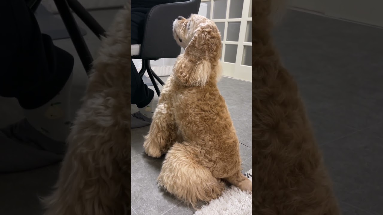 トマトをおねだりする姿がかわいい（コッカースパニエル）