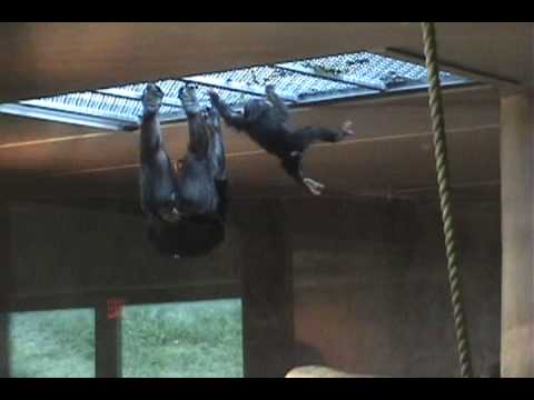 Baby Chimp Climbing - Detroit Zoo