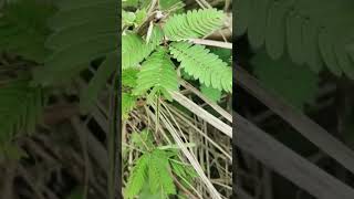 Download lagu tanaman putri malu mp3 Download lagu tanaman putri malu mp3