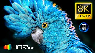 Best of 8K Video HDR10+ - 8K HDR ULTRA HD 120 fps - Dolby Vision