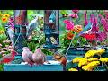 LIVE Cottage Summer Bird Feeder Cardinals Orioles Goldfinches Nature Sounds Sleep Cat TV