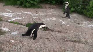 preview picture of video 'Birds and African Penguins at Boulders Beach, Cape Peninsula, South Africa'