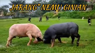 Download lagu Pertarungan Sengit Kerbau Putih vs Kerbau Hitam / Tedong Silaga Toraja / Buffalo Fight / chọi trâu mp3