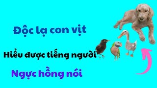 502🦜pink chest speaks, seeing is believing, the duck understands human language