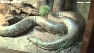 preview picture of video 'Bronx Zoo Anaconda Ready to Shed Skin'