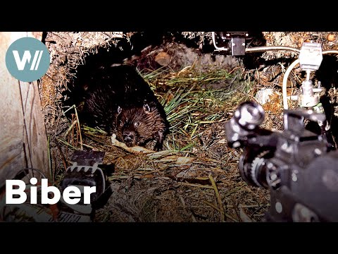 Biberbabys, wie man sie noch nie gesehen hat - Seltene Aufnahmen aus dem Inneren einer Biberburg!
