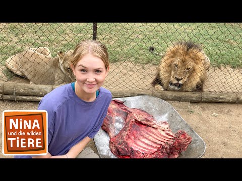 Löwenrudel gesucht | Reportage für Kinder | Nina und die wilden Tiere