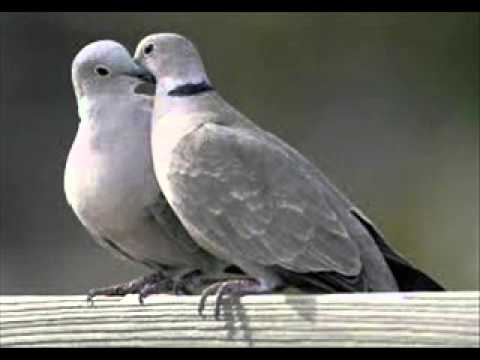 Iveta Bartošová - Vzpomínka