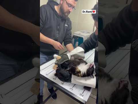 How to deal with angry and ferocious cat 🐈