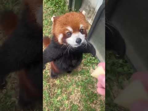 Red Panda Core Part 1 #redpanda #pandamerah #cute #core