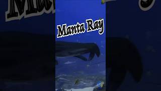 🐟 Manta Ray somersault 🐡 #shorts