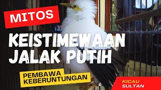 Download lagu MYTHS AND SPECIALTY OF THE WHITE STARLING mp3 Download lagu MYTHS AND SPECIALTY OF THE WHITE STARLING mp3