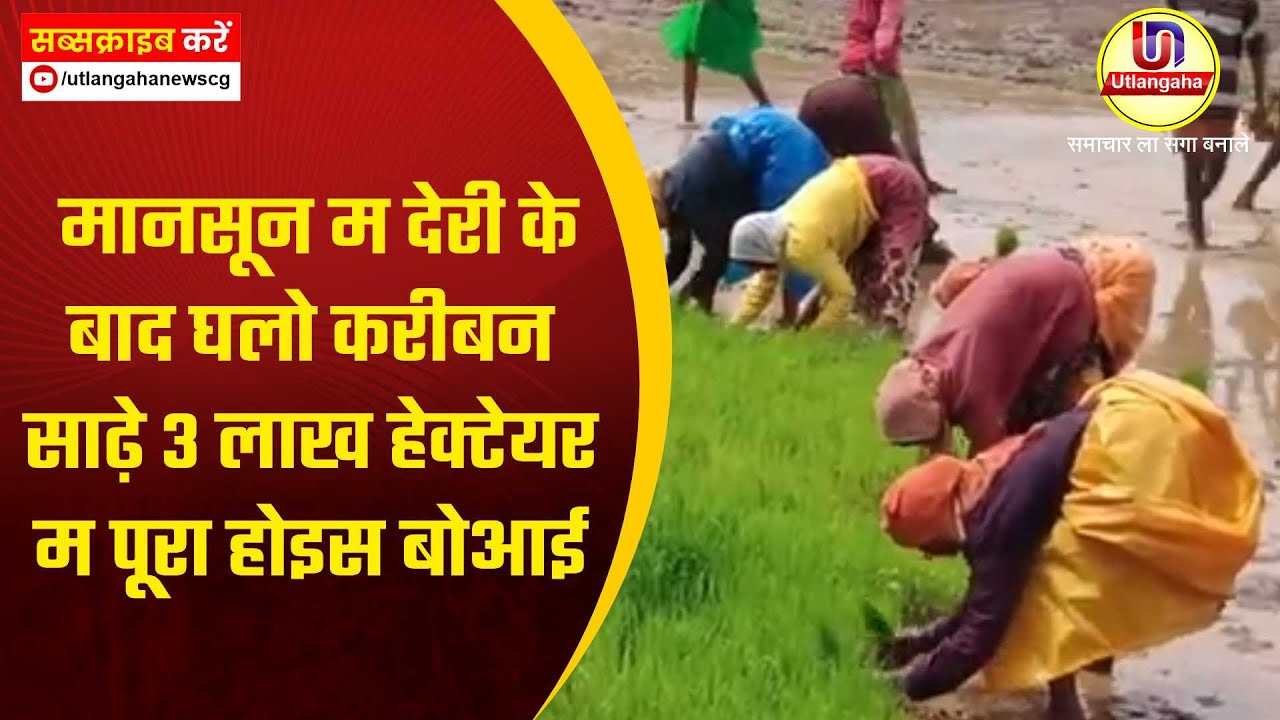 मानसून म देरी के बाद घलो करीबन साढ़े 3 लाख हेक्टेयर म पूरा होइस बोआई