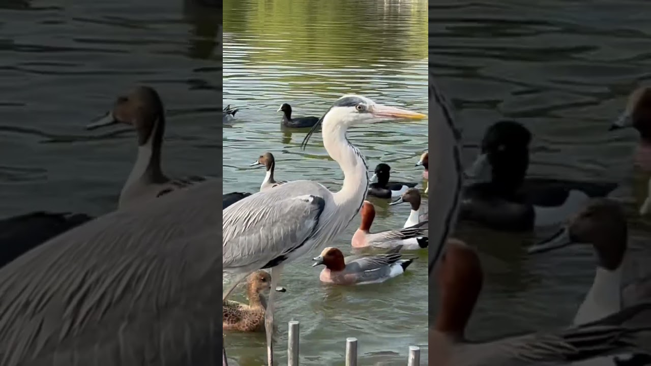 青鷺  野鳥アオサギの接写