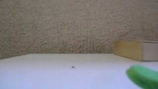 Dinosaur Pile-Up Birds and Planes