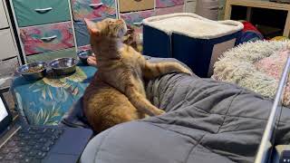 ADHD Cat in Real Time, Orange Kitty Can't Sit Still, Must Play or Groom All Morning
