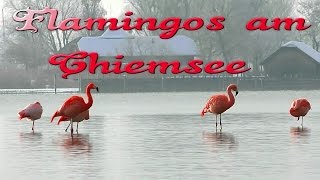 preview picture of video '5 Flamingos (Phoenicopteridae) am Chiemsee - es gibt sie wirklich!'