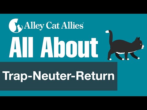 All About Trap-Neuter-Return