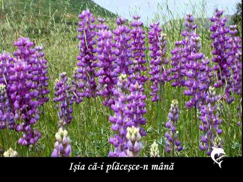 ĂL  MAI  TARE  OM  DIN  LUME  de  Victor Vlad  Delamarina