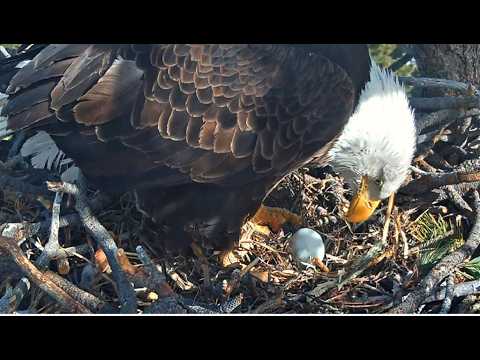 JACKIE LAYS EGG 1ST EGG OF SECOND CLUTCH 🎉 CONGRATULATIONS JACKIE & SHADOW Big Bear FOBBVCAM 2.24.26