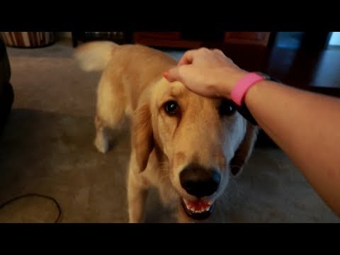 YouTube video about: Can dogs have fibromyalgia?