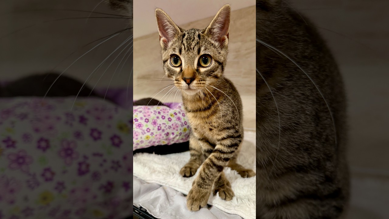 Enlarge Archer, a Adopted Domestic Short Hair in Manhasset, NY video 2/2