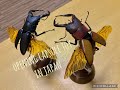 Opening Japanese Capsule Toy Gashapon Stag Beetle