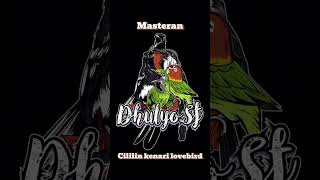 Download lagu Masteran materi cililin kenari lovebird mp3