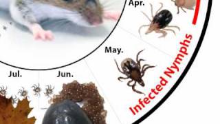 How Do Deer Ticks Become Infected With Lyme Disease?