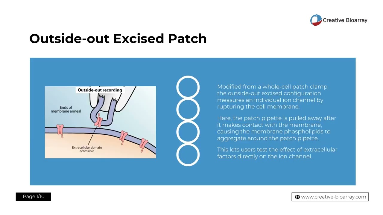 Patch Clamp Assay — A Detailed Step-By-Step Description of the Standard Patch Clamp Protocol