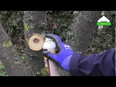 Gartentipp: Äste schneiden und Baumwunden behandeln