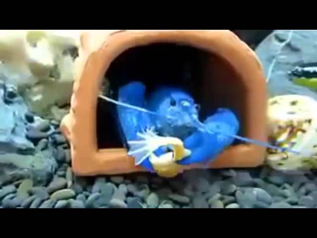 Blue-crawfish-eating-a-frog