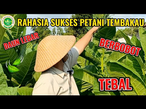HANYA MENGGUNAKAN 2 PRODUK INI PETANI TEMBAKAU SUKSES RAUP KEUNTUNGAN BERLIPAT | DAUN LEBAT BERBOBOT