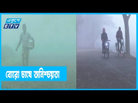 ঘন কুয়াশা ও শীতে বোরো চাষে অনিশ্চয়তা