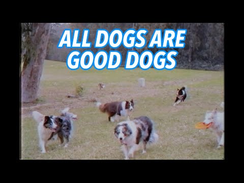 tom gulliver - all dogs are good dogs (official music video)