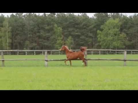 WH Justice grand daughter filly 2014