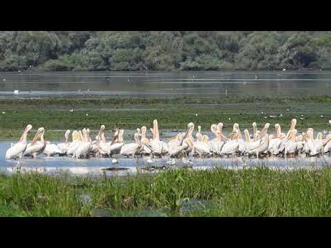Pelicani la siesta in Delta Dunarii. Excursie by Ciprian Safca. Pelicans at siesta in Danube Delta