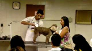 TOSA POODLE 1.WMV