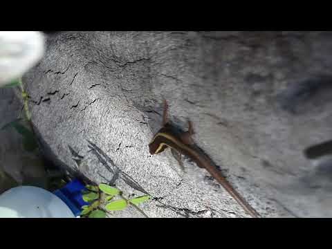 Djuma: Striped Skink - 11:50 - 05/13/19