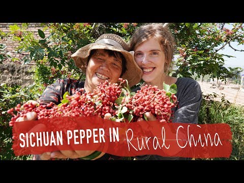 download lagu mp3 mp4 Szechuan Peppercorn Replacement, download lagu Szechuan Peppercorn Replacement gratis, unduh video klip Szechuan Peppercorn Replacement