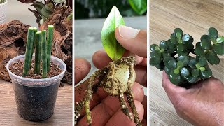 How I MIRACULOUSLY Propagate from Just Leaves | Best of MonstroFarm
