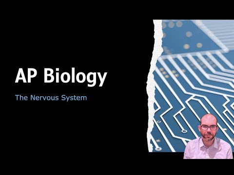Nervous System - AP Biology